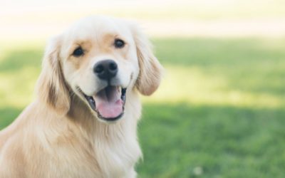 Pet Exclusions