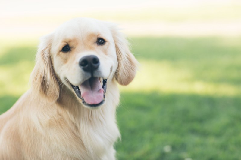 Pet Exclusions